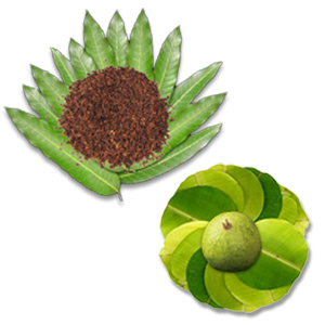 Fresh Puja Flowers Leaves