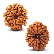 Nepal Rudraksha